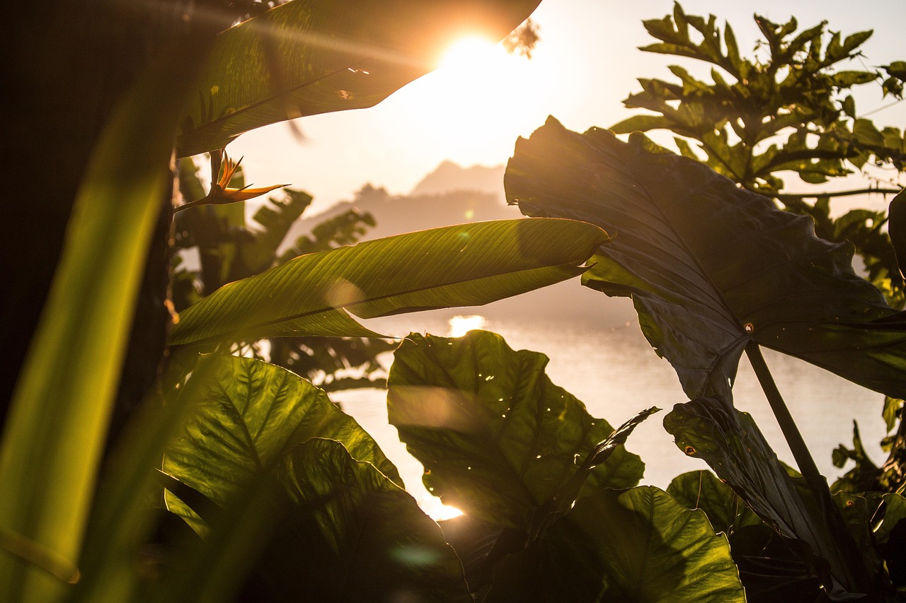 Folhagens tropicais atravessadas pela luz do sol
